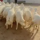 خرفان جبر ناهي اطراف وشعره وضهور مغلقات شحم