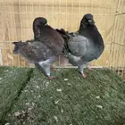 كنق مودينا ( تم البيع )
