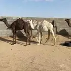 4حشوان في بيشه