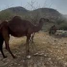 ملاقي مشروطة من العيوب
