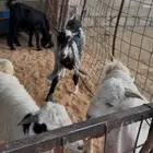 تيوس طيبات للبيع