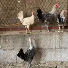 للبيع ديوك عمر 4 5 أشهر