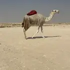 بكره تماميه عمرها 8 شهور