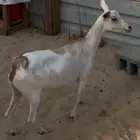 عنز مشتراء اليوم