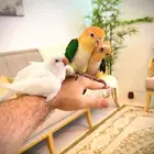 كايك وايت بيلي سوبر سوبر جامبو اليف ( تم البيع )