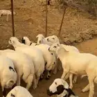 خرفان للبيع