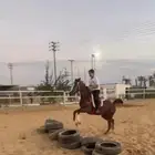نادي عز للفروسية