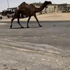 للبيع ضروبه الكفووو صفرا
