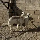 خروفين كفو للبيع