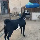 عناق كفوو فل شحم للبيع