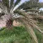 مزرعة نخيل للإيجار في القفيف