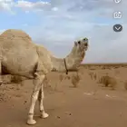 جمل ثلاث اهدد له إنتاجه موجود