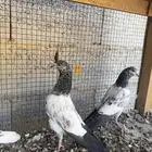 للبيع طبات حمام تيدي جونسرا وكلسرا