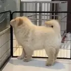 حى البوادى جده