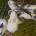للبيع جميع انواع سلالات الارانب بمختلف الاعمار