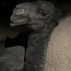 بعير منتج لبيع الساس تمامي