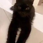 قطه شيرازيه