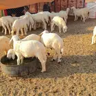 بهم للبيع العدد23