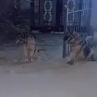 مطلوب كلب حراسة لتبني