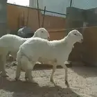 خروفين جبره