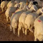 بهم حري