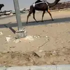 جذعه خفوت سليمه العذاريب الموقع الاحساء