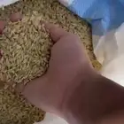 بذور شعير سداسي وطني