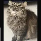 قطه بيكي فيس مع مستلزماتها