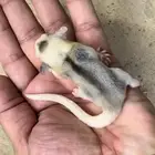 السنجاب الطائر .. موزاييك