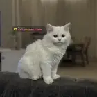 مطلوب قط شيرازي ذكر   ابيض غير معقم