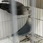 جوز روز