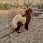 للبيع ذبايح نعيم بلدي