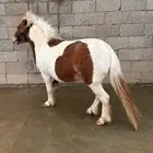 حصان سيسي للبيع سليم من كل شي
