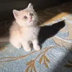 انثى سكوتش ay12