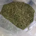 حبق المدينه