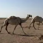 ثلاث ضرايب منتجات