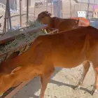 خبيش للبيع اعمارهم فوق 5 شهور