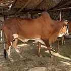 السلام عليكم يوجد لدينا ثور فحل
