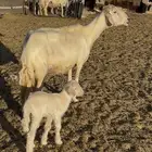 بسم الله ماشاء الله