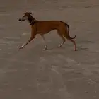 سلوقي للبدل