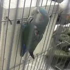 روز طق طق للبيع