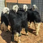 للبيع رخال نجد طيبه