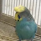 12 جوز بادجي هوقو و سبلت هوقو