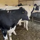 عجول هولندية حسلان