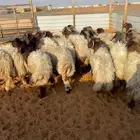 بهم نعيم فاخر اعماره 6 شهور واقل