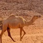 بكره شقحا مفروده