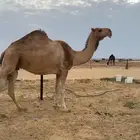 حمراء لقحه