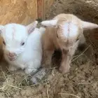 الماعز القزم