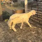 نجدي عوسي مشروع فحل