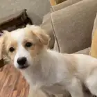 للبيع كلبة أنثى جميلة وذكية اسمها كارمن Maltese Mix مالتيز